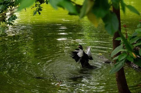 A duck flapping its wings in a pond, creating ripples in the water. Lush gr.. Stock-Fotos
