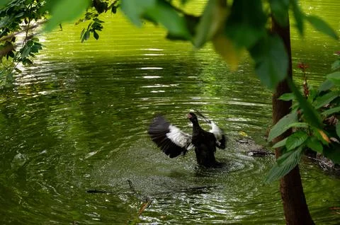 A duck flapping its wings in a pond, surrounded by lush green foliage. Stock-Fotos