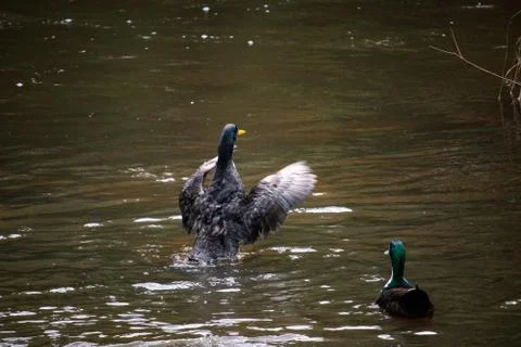 Duck flapping its wings in a river Stock Photos