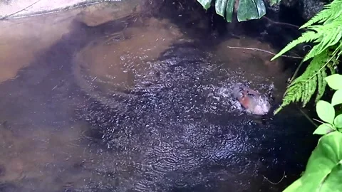 Duck Flapping In Pond Stock Footage 247873154