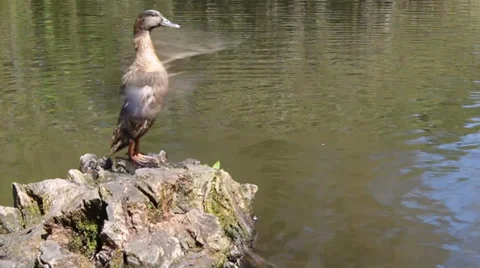 Duck flapping the walking off a stump and ducklings at the river Stock Footage 33631464