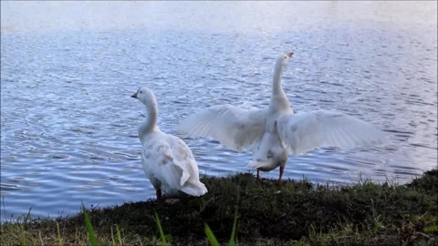 Duck flapping wings on camera 動画素材 157789466