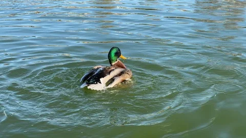 Duck flapping wings Stock Footage 124820379