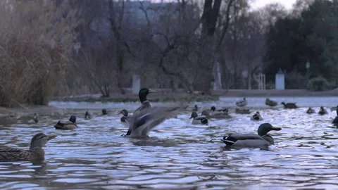 Duck Flapping Wings on Lake, Slow Motion Stock Footage 150002143