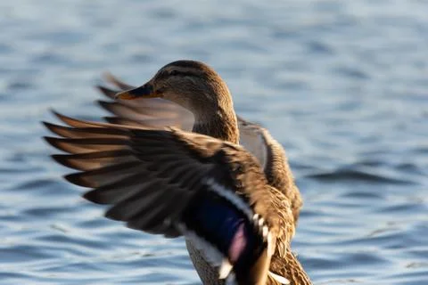 Duck flapping wings Stock Photos