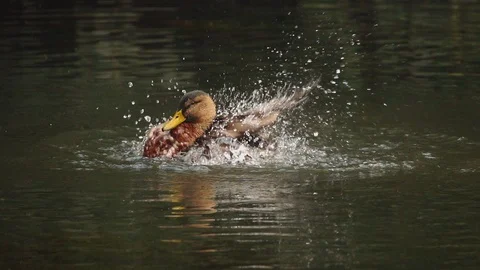 A duck flaps its wings Stock Footage 124315988