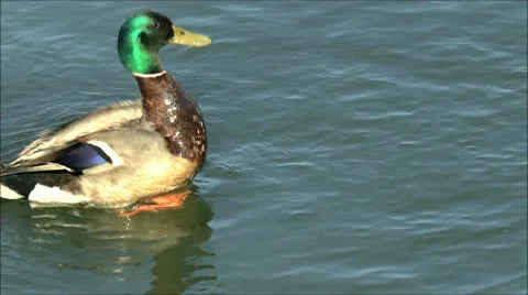 Duck flaps wings in water Video stock 24893151