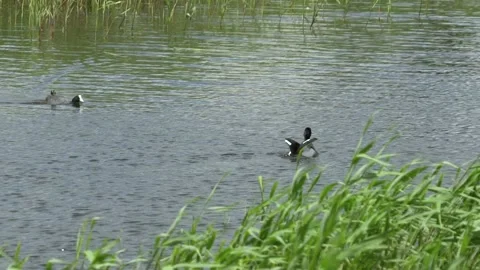 Duck fleeing Stock Footage 142589772