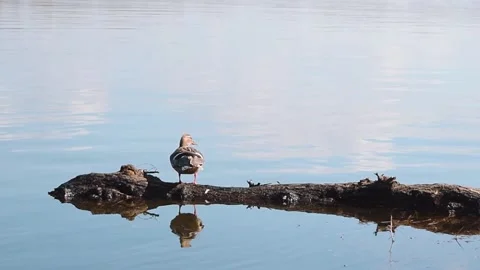 Duck Flies Away Stock Footage 148102957