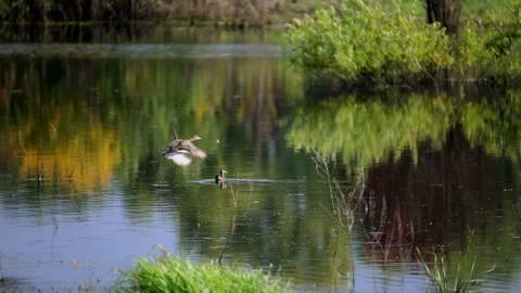 The duck flies off the pond 库存影片 92995886