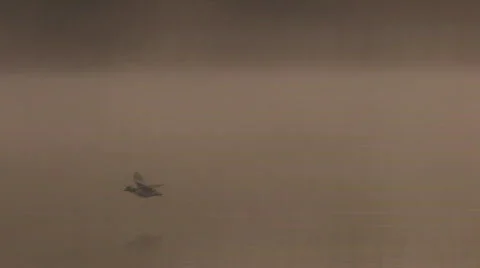 Duck in flight Stock-Footage 708635