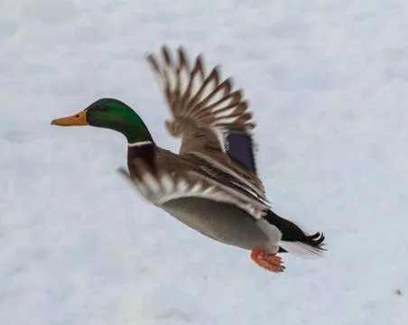 Duck in flight Stock Photos