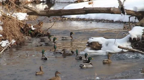 DUCK FLIGHT SUPER SLOW MOTION Video stock 1183157