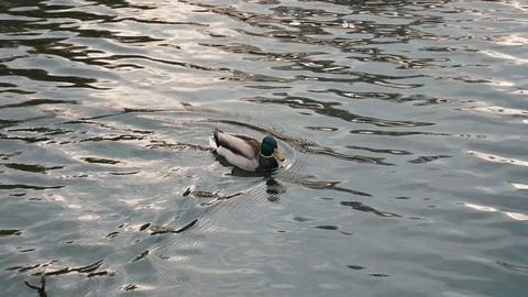 Duck float in park for stock Stock Footage 128780998