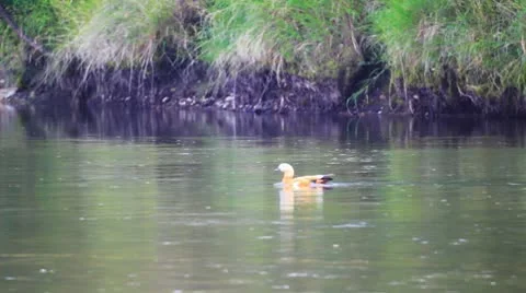 Duck float on the river surface Vidéo 10793263