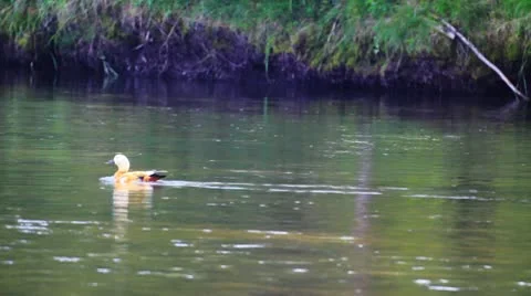 Duck float on the river surface 库存影片 10793269