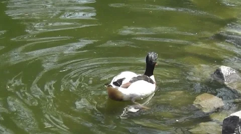 Duck float on surface pond Stock Footage 7758543