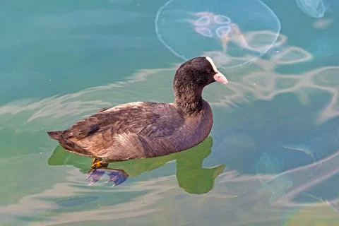 Duck float in water Stock Photos