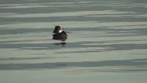 Duck floating on calm water Stock Footage 331039353