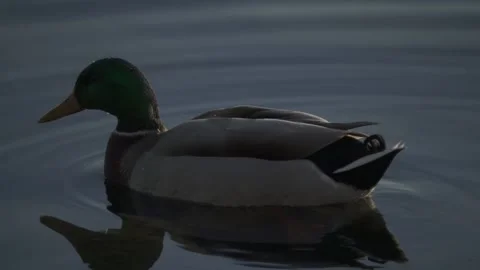 Duck floating on calm water Stock Footage 331039413