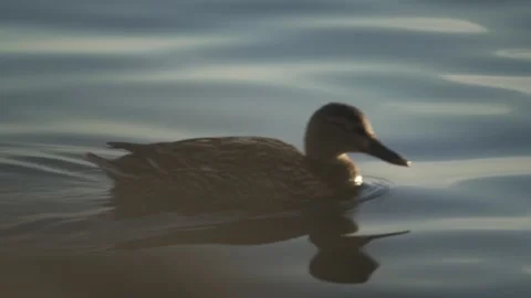 Duck floating on calm water Stock Footage 331039414