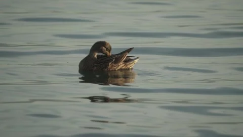 Duck floating on calm water Stock Footage 331039416