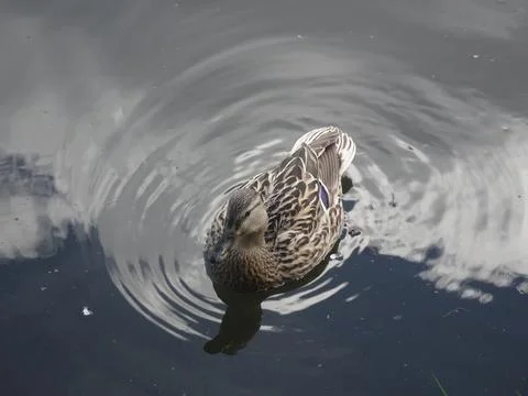 A duck floating calmly on the surface of dark water, viewed from above 库存照片