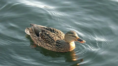 Duck floating Stock Footage 57916139