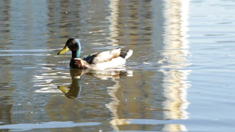 Duck floating Video stock 91178669