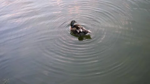 Duck Floating Gracefully on a Calm Pond with Ripples in the Water Stock Footage 315507255