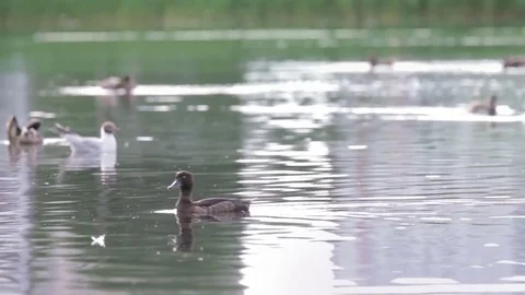 Duck floating in lake and drinking water Stock Footage 79478849