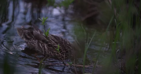 Duck floating on lake Stock Footage 101219287