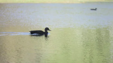 Duck floating on lake Stock Footage 194468399