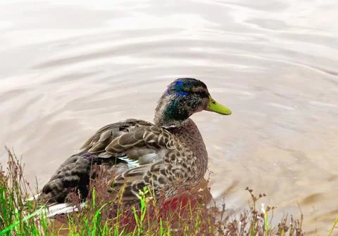 A duck floating in the lake. Stock Photos