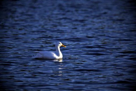 Duck floating on a lake at sunset Stock Photos