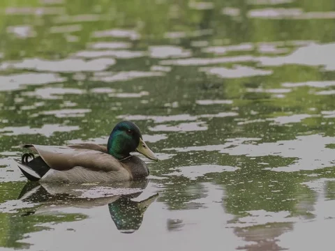 Duck floating in the pond in central park Stock Footage 79747500