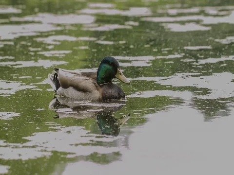 Duck floating in the pond in central park Video stock 79747534