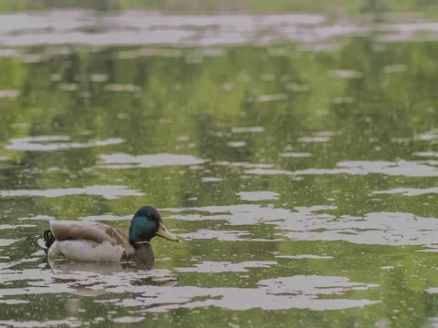 Duck floating in pond in central park Stock Footage 79747569