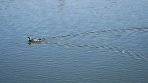 A duck floating on a pond Stock Footage 75038655