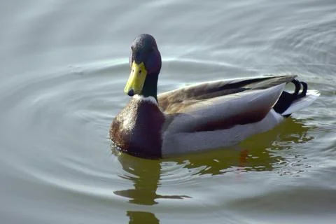 Duck floating on a pond Stock Photos