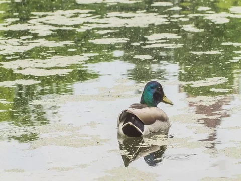 Duck floating in the pond turning to he camera Stock Footage 79747445