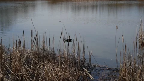 Duck floating on the river Stock Footage 149275775