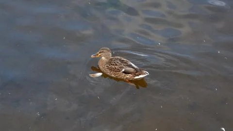 The duck is floating in the river. Migration of migratory birds. Protection of Stock Photos