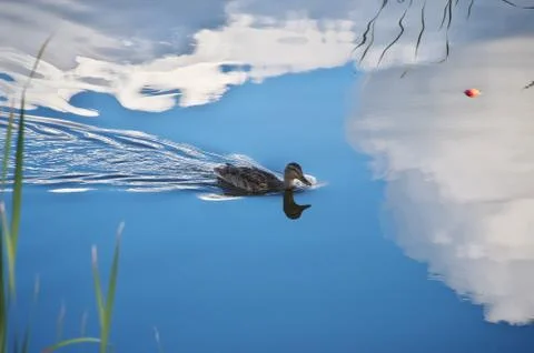 Duck floating in still water in reflection of blue sky and white cloud Stock Photos