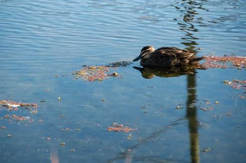 Duck floating in Stream Stock Photos