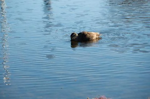Duck floating in Stream Stock Photos