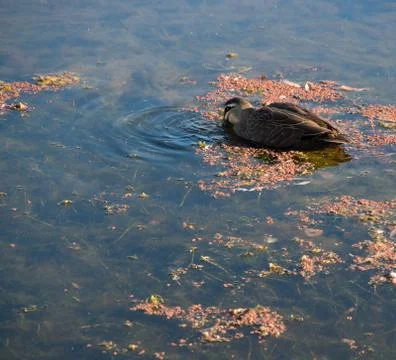 Duck floating in Stream Stock Photos