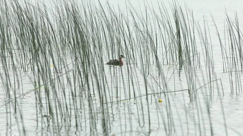 Duck floating through watergrass with babies on his back Stock Footage 88296472