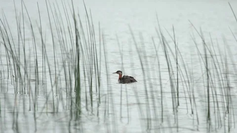 Duck floating through watergrass with babies on his back 스톡 동영상 88296498