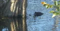 Duck floating on the water at Everglades Park, Florida 4k or 4k+ Resolution